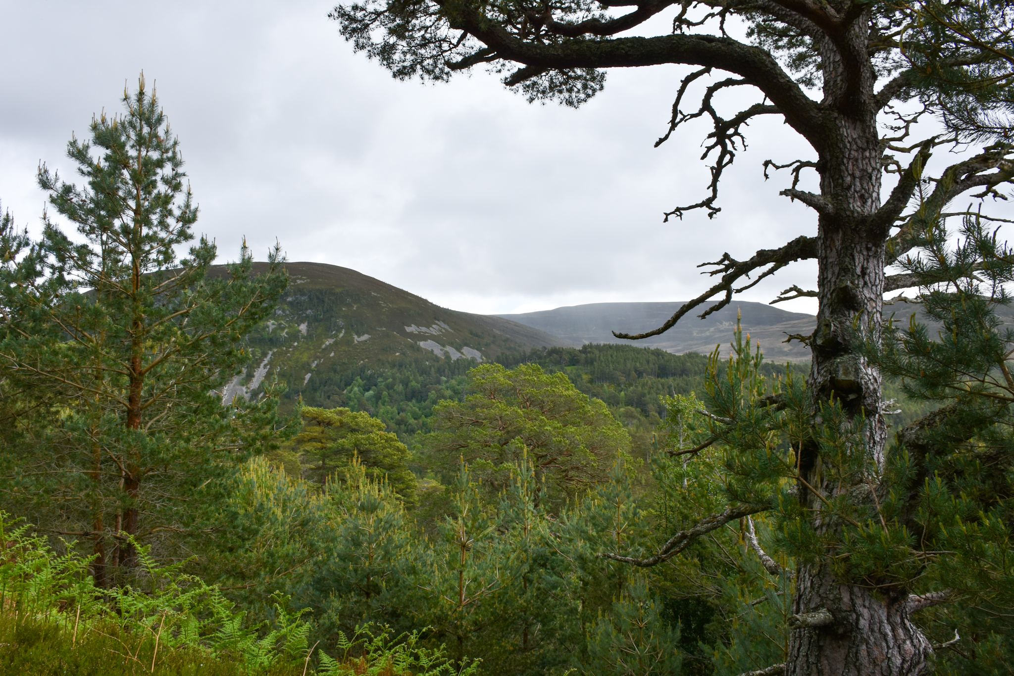Střik 24. 5. sobota – rezervace Glenmore, Loch Morlich, skrz Ryvoan Pass k An Lochan Uaine, nádraží Aviemore